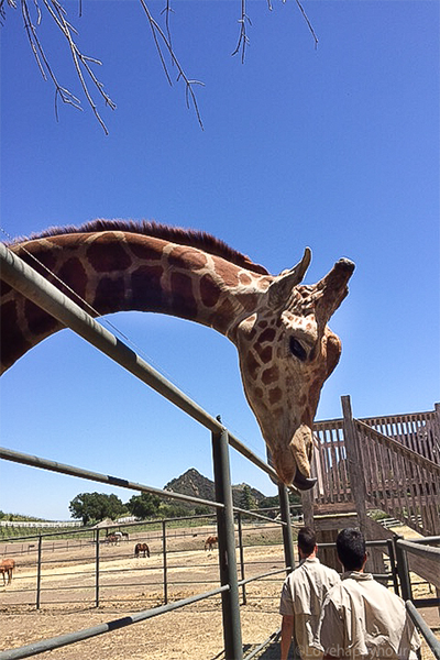 Stanley the Giraffe (Malibu Wine Safari Tour)