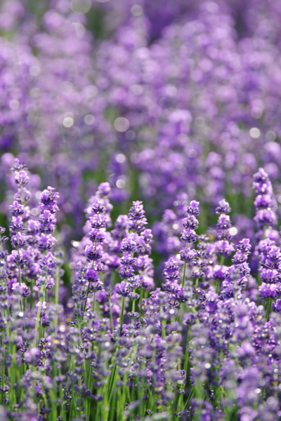 Homegrown Lavender