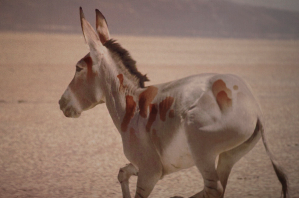 The Spotted Donkey Cantina in Scottsdale, Arizona